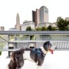 ShawnCo No Pull Dog Harness Adjustable Reflective Pet Vest-4
