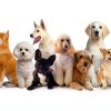 FYEQYAOU Cotton Dog Collar Adjustable Breathable Pet Collars-2