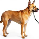 PetSafe Gentle Leader Headcollar No Pull Dog Training-0