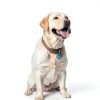 Providence Engraving Pet ID Tags Aluminum Laser Engraved-8