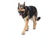 Ruffwear Dog Harness Adjustable Reflective Pet Walking Gear-7