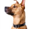 GoTags Stainless Steel Dog ID Tag Laser Engraved Pet-3