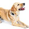 FYEQYAOU Cotton Dog Collar Adjustable Breathable Pet Collars-6