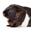 Absorption Corp. Small Pet Bedding Natural Paper Fiber-4